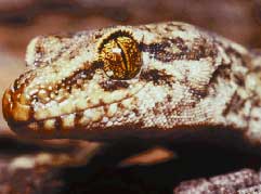 The gecko: part of our biodiversity. Photo: John Marris