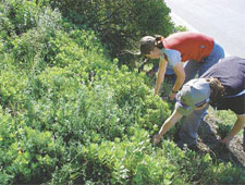 Volunteers remove boneseed seedlings from a slope at Cracroft Reserve. The adult plant is shown at left.