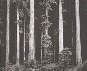 Redwoods, Bull Creek Flat, California, c.1960, Ansel Adams. © Trustees of the Ansel Adams Publishing Rights Trust
