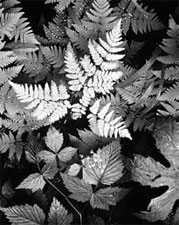 Leaves, Mount Rainier National Park, Washington, c.1942, Ansel Adams. © Trustees of the Ansel Adams Publishing Rights Trust