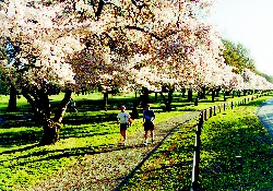 Blossoms in Hagley Park