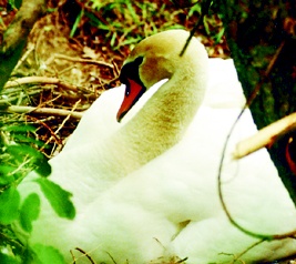 Swan at Peacock Springs