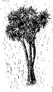 Cabbage Tree