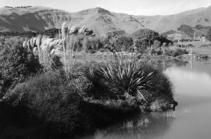 Native Planting