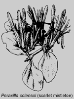 Peraxilla Colensol (scarlet mistletoe)