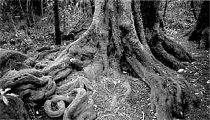 Tree roots in Riccarton Bush