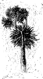 Cabbage tree