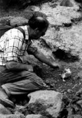 Dr Chris Challies with white-flippered penguin chick