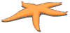starfish