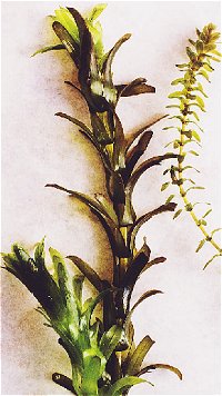 The bigger plant is Egeria, the other one Canadian pondweed. 