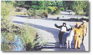 Park volunteers and Roldo the llama show off the new path at Orana Park