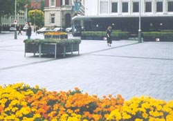 Flower bowes in Cathedral Square
