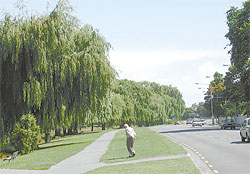 Willow-lined Park Terrace