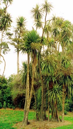 A stand of cabbage trees in Riccarton Bush