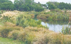 Streamside planting at the Janet Stewart Reserve
