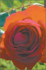 Blooming good deal 