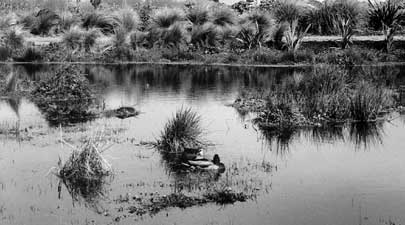 Wetland